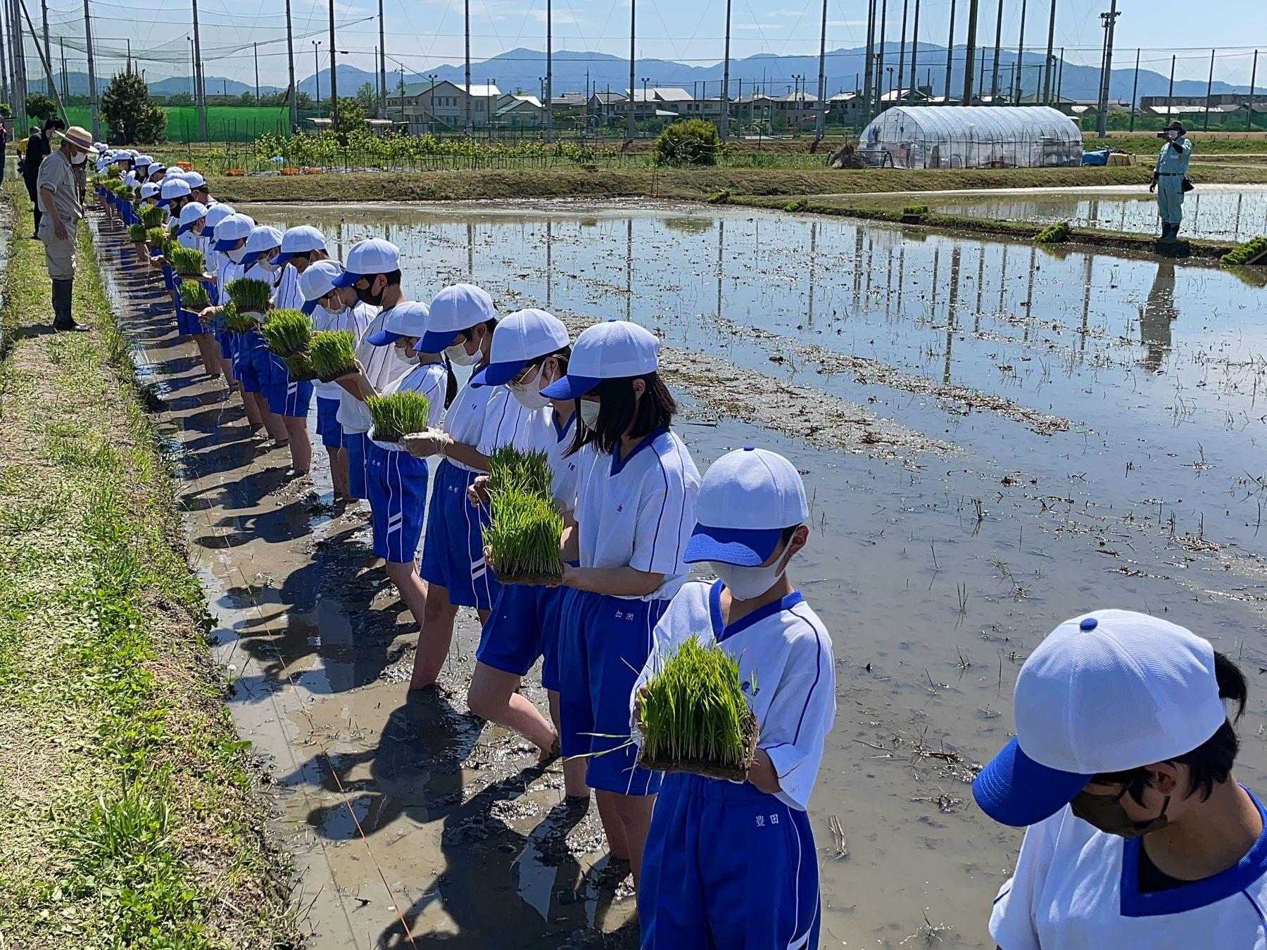 中学　農業体験 